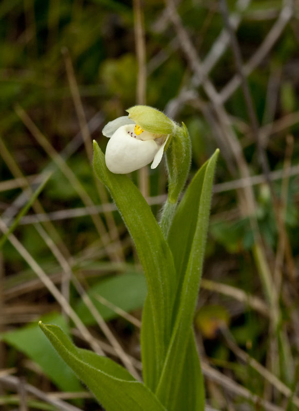 Cypripedium passerinum (Sparrow's egg lady's-slipper orchid)