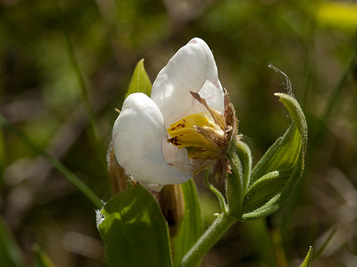 Cypripedium montanum x parviflorum hybrid lady's-slipper orchid with double lip