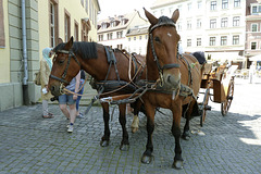 Weimar 2013 – Horses