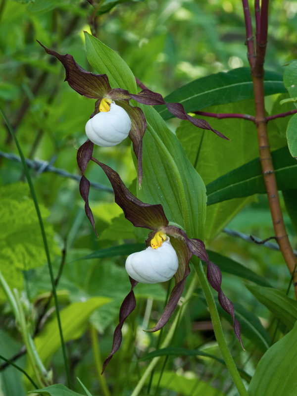Cypripedium montanum x parviflorum hybrid lady's-slipper orchid -- possible true Cyp. montanum