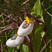 Cypripedium montanum x parviflorum hybrid lady's-slipper orchid -- possible true Cyp. montanum -- note dark red veins inside lip