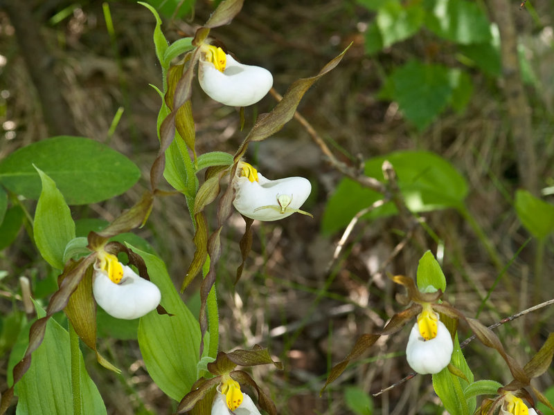 Cypripedium montanum x parviflorum hybrid lady's-slipper orchid with crab spider
