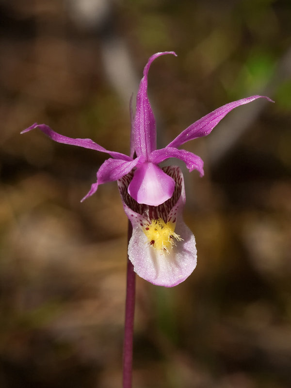 Calypso bulbosa (Fairy slipper orchid)