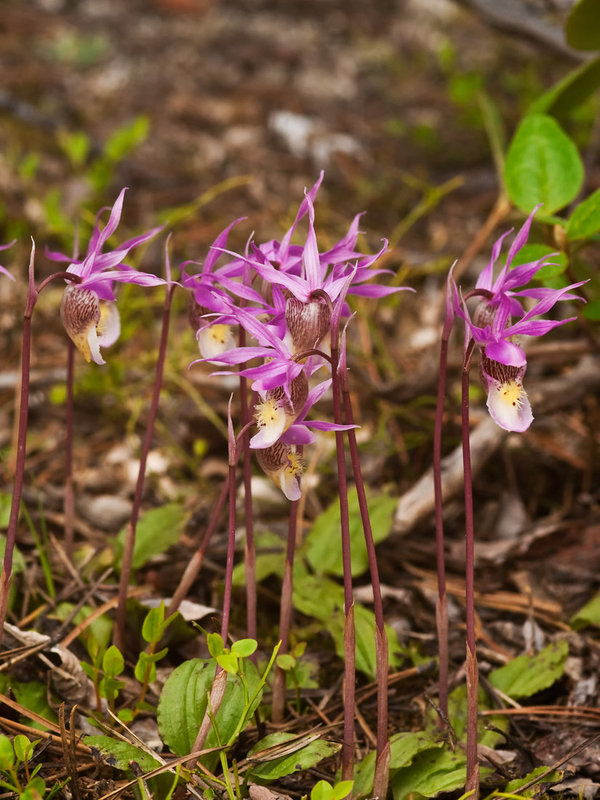 Calypso bulbosa (Fairy slipper orchid)