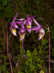 Calypso bulbosa (Fairy slipper orchid) in private conversation...