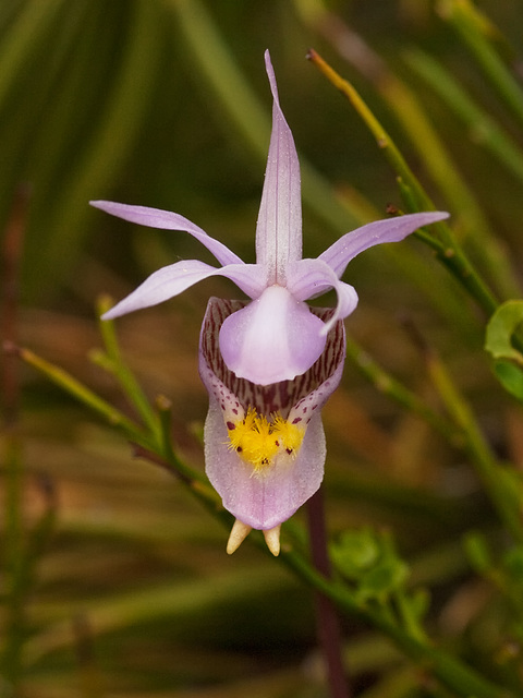 Calypso bulbosa (Fairy slipper orchid) light lilac color