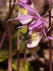 Calypso bulbosa (Fairy slipper orchid) with fly