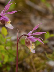Calypso bulbosa (Fairy slipper orchid)