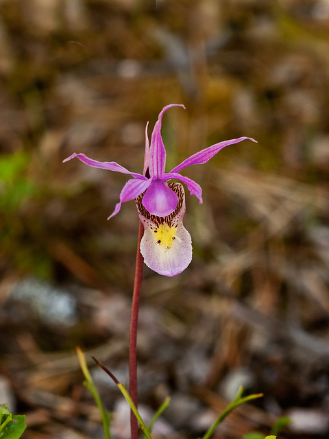 Calypso bulbosa (Fairy slipper orchid)