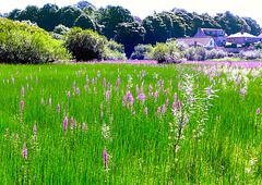 Wild flowers at Foulridge.