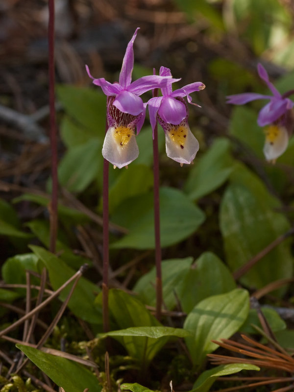 Calypso bulbosa (Fairy slipper orchid)