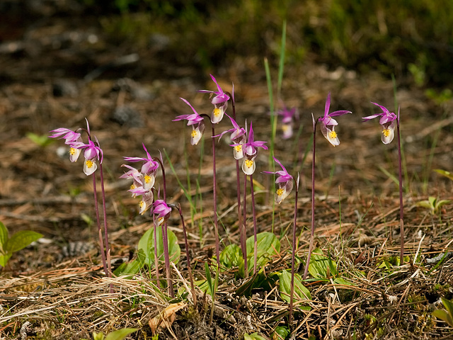 Calypso bulbosa (Fairy slipper orchid)