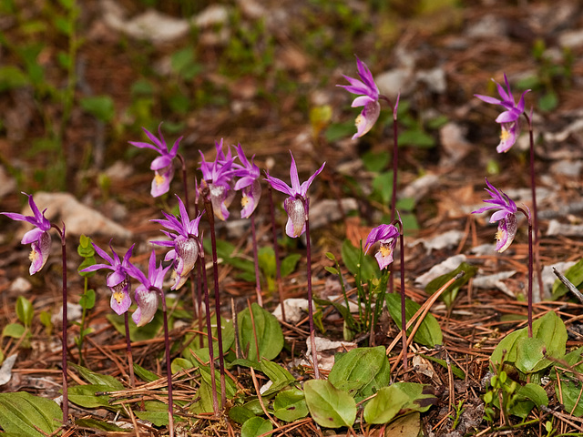 Calypso bulbosa (Fairy slipper orchid)