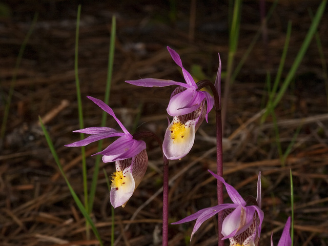 Calypso bulbosa (Fairy slipper orchid)