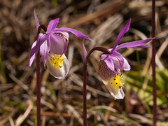 Calypso bulbosa (Fairy slipper orchid)