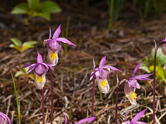 Calypso bulbosa (Fairy slipper orchid)