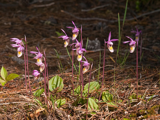 Calypso bulbosa (Fairy slipper orchid)