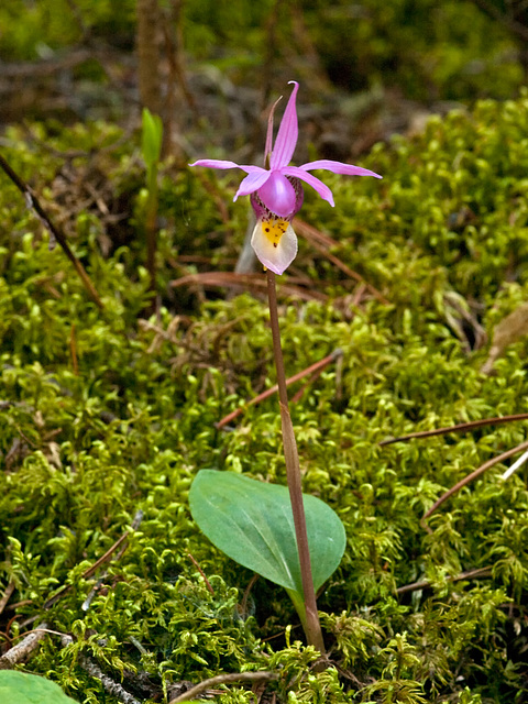 Calypso bulbosa (Fairy Slipper orchid)