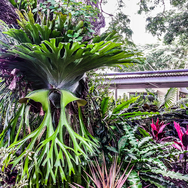 Staghorn Fern