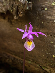 Calypso bulbosa (Fairy Slipper orchid)