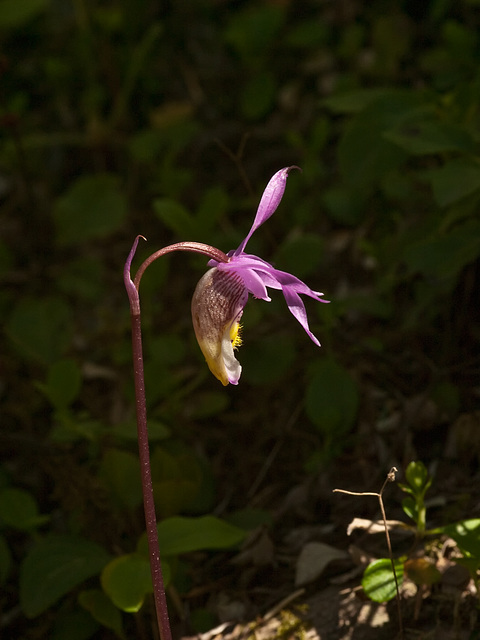 Calypso bulbosa (Fairy Slipper orchid)