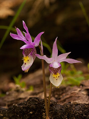 Calypso bulbosa (Fairy Slipper orchid)