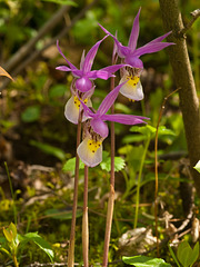 Calypso bulbosa (Fairy Slipper orchid)