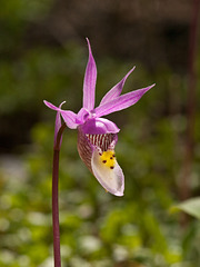 Calypso bulbosa (Fairy Slipper orchid)