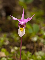 Calypso bulbosa (Fairy Slipper orchid)