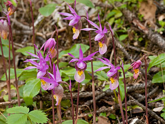 Calypso bulbosa (Fairy Slipper orchid)