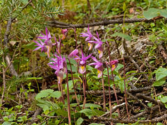 Calypso bulbosa (Fairy Slipper orchid)