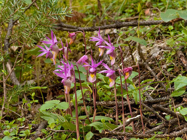 Calypso bulbosa (Fairy Slipper orchid)