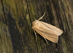 Smoky Wainscot