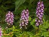 Platanthera psycodes (Small purple fringed orchid)