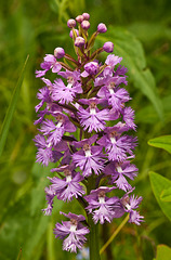 Platanthera psycodes (Small purple fringed orchid)