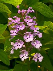 Platanthera psycodes (Small purple fringed orchid)