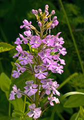 Platanthera psycodes (Small purple fringed orchid)