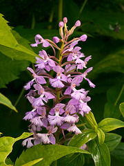 Platanthera psycodes (Small purple fringed orchid)