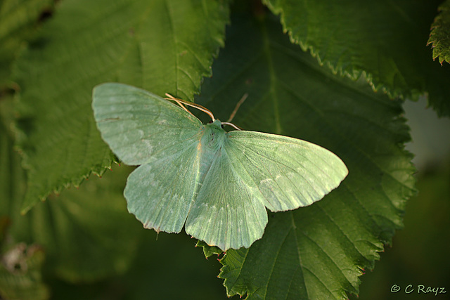 Large Emerald