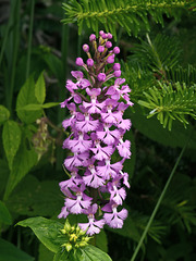 Platanthera psycodes (Small purple fringed orchid)