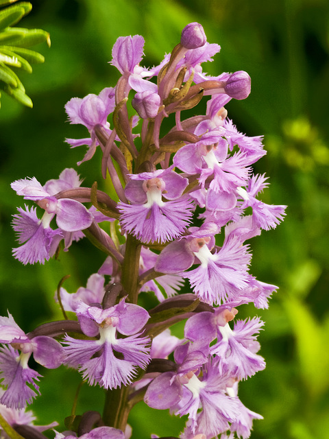 Platanthera psycodes (Small purple fringed orchid)