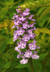 Platanthera psycodes (Small purple fringed orchid)