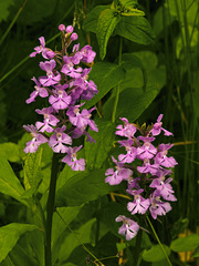 Platanthera psycodes (Small purple fringed orchid)