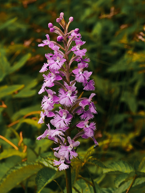 Platanthera psycodes (Small purple fringed orchid)