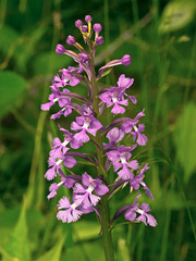 Platanthera psycodes (Small purple fringed orchid)