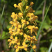 Platanthera cristata (Crested fringed orchid)