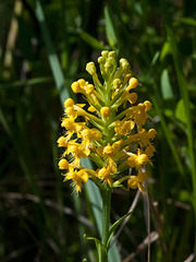 Platanthera cristata (Crested fringed orchid)