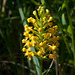 Platanthera cristata (Crested fringed orchid)