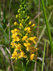 Platanthera cristata (Crested fringed orchid)