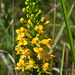 Platanthera cristata (Crested fringed orchid)